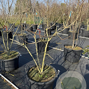 Koelreuteria paniculata 125-150 cm cont. 80L meerstammig