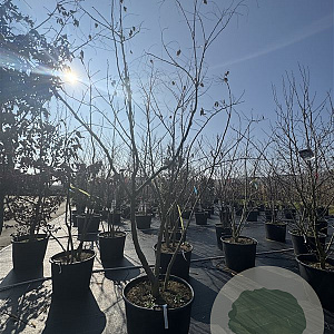 Koelreuteria paniculata 250-300 cm cont. 110L meerstammig