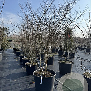 Lagerstroemia i. 'Rubra Magnifica' 175-200 cm cont. 150L meerstammig