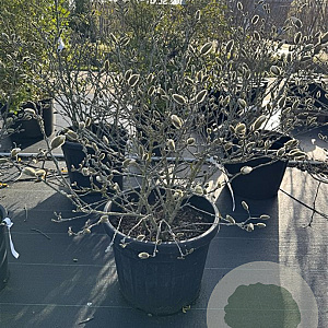 Magnolia stellata 60-80 cm 50L