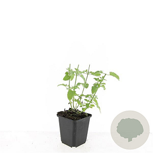 Nepeta 'Walker's Low' GM P9