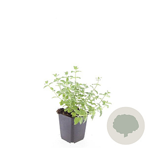 Nepeta 'Walker's Low' GM P9