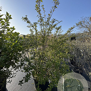 Osmanthus burkwoodii 150-175 cm cont. 80L
