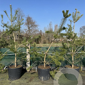 Pinus sylvestris 225-250 cm cont. 110L najaarspotting