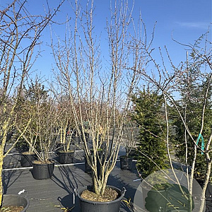 Prunus 'Spire' 300-350 cm cont. 110L meerstammig