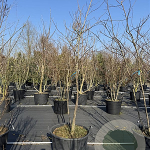 Ptelea trifoliata 300-350 cm cont. 130L meerstammig