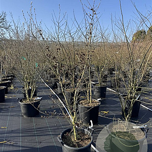 Stewartia pseudocamellia 150-175 cm 35L