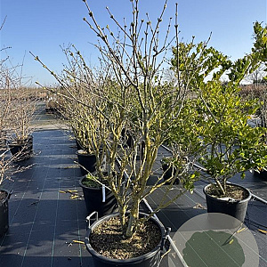 Syringa v. 'Mme Lemoine' 140-160 cm cont. 80L