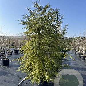 Tsuga canadensis 225-250 cm cont. 110L najaarspotting