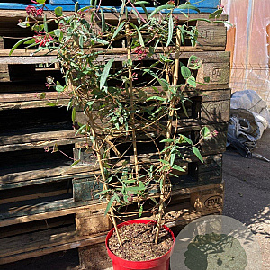 Lonicera semp. 'Cedar Lane' 90 cm 7,5L rek