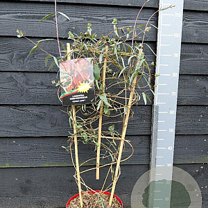 Lonicera semp. 'Cedar Lane' 90 cm 7,5L rek