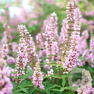 Vitex agnus-castus 'Rosea' 180-200 cm 30L solitair