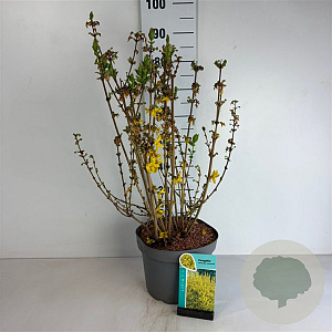 Forsythia 'Goldrausch' 100-125 cm 10L