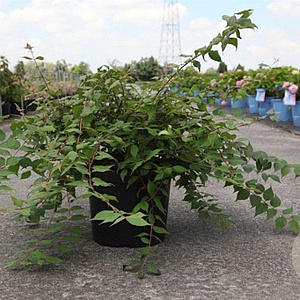 Kolkwitzia amabilis 80-100 cm 10L