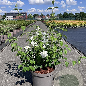 Philadelphus 'Virginal' 80-100 cm 10L