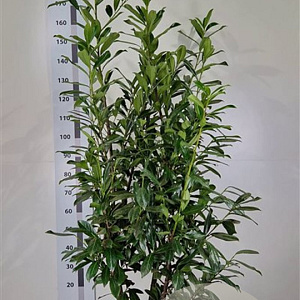 Prunus l. 'Caucasica' 160-180 cm met kluit