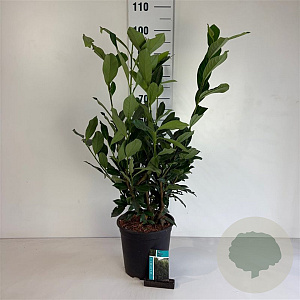 Prunus l. Elly 50-60 cm 6,5L