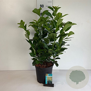 Prunus l. Etna 50-60 cm 6,5L