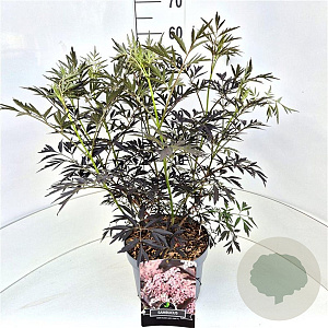 Sambucus nigra Black Lace 60-80 cm 10L
