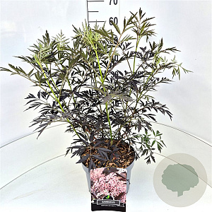 Sambucus nigra Black Lace 60-80 cm 10L