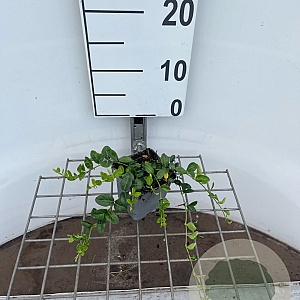 Vinca minor 'Alba' GM P9