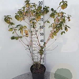 Cornus sang. 'Midwinter Fire' 60-80 cm 5,0L