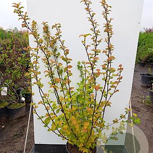 Physocarpus opulif. Amber Jubilee 40-50 cm 5,0L