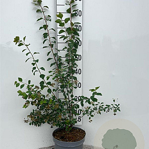 Spiraea vanhouttei 60-80 cm 5,0L