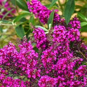 Buddleja d. Octopus Magenta GM 2,0L leverbaar