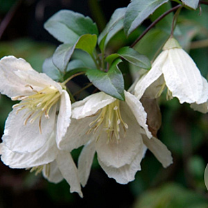 Clematis cirrhosa 'Jingle Bells' 80 cm rozenpot 2L