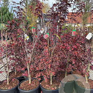 Acer pal. 'Bloodgood' 150-160 cm 35L