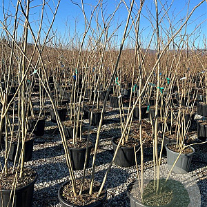 Albizia julibr. Ombrella 200-250 cm 40L