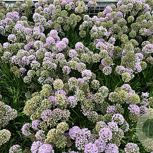 Allium 'Millenium' GM cont. 90L