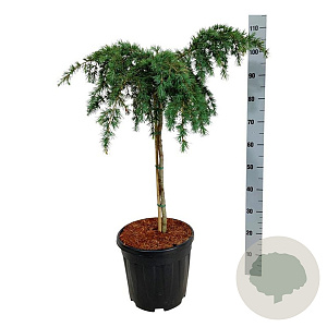 Cedrus deod. 'Feelin' Blue' 60 cm stam 15L