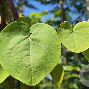 Cercis siliquastrum 12-14 HO container