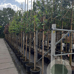 Cercis siliquastrum 8-10 HO container