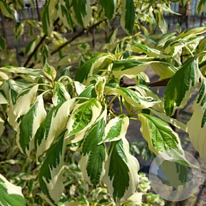 Cornus controversa 'Variegata' GM container