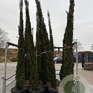 Cupressus sempervirens 300-350 cm container meerstammig