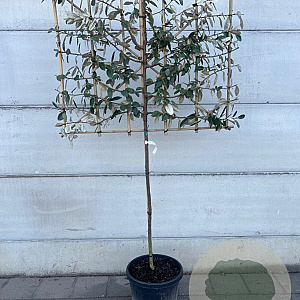 Elaeagnus ebb. 'Compacta' 120 cm container lage leivorm lei 120x180