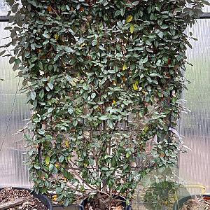 Elaeagnus ebb. 'Compacta' 120 cm container lage leivorm lei 120x180