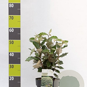 Elaeagnus ebb. 'Compacta' 40-60 cm 5,0L