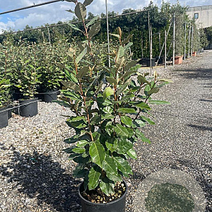 Elaeagnus ebb. 'Compacta' 60-80 cm 4,0L