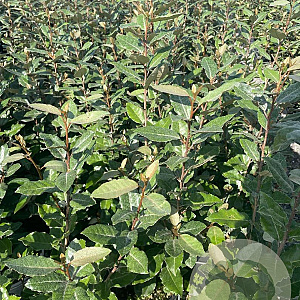 Elaeagnus ebb. 'Compacta' 60-80 cm 4,0L