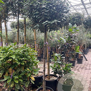 Elaeagnus ebb. 'Compacta' halfstam container