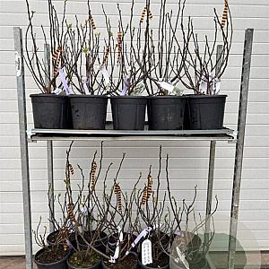 Ficus carica GM cont. 90L