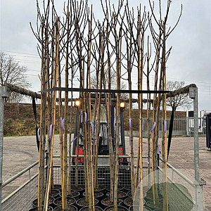 Ficus carica 'Turca' 8-10 HO 18L