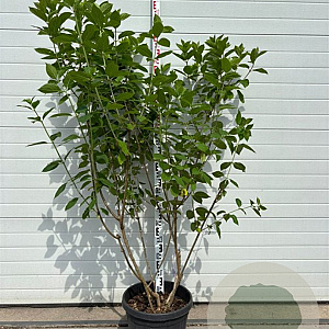 Hydrangea pan. 'Limelight' 150-175 cm container meerstammig