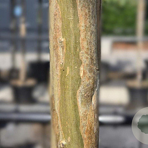 Lagerstroemia indica 200-250 cm container meerstammig