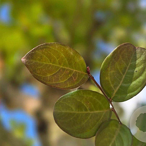 Lagerstroemia indica 200-250 cm container meerstammig