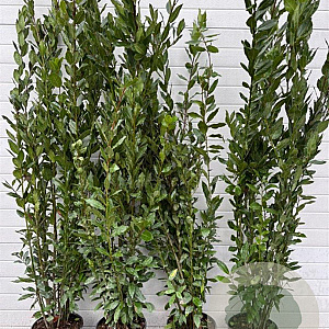 Laurus nobilis 180-200 cm 9L